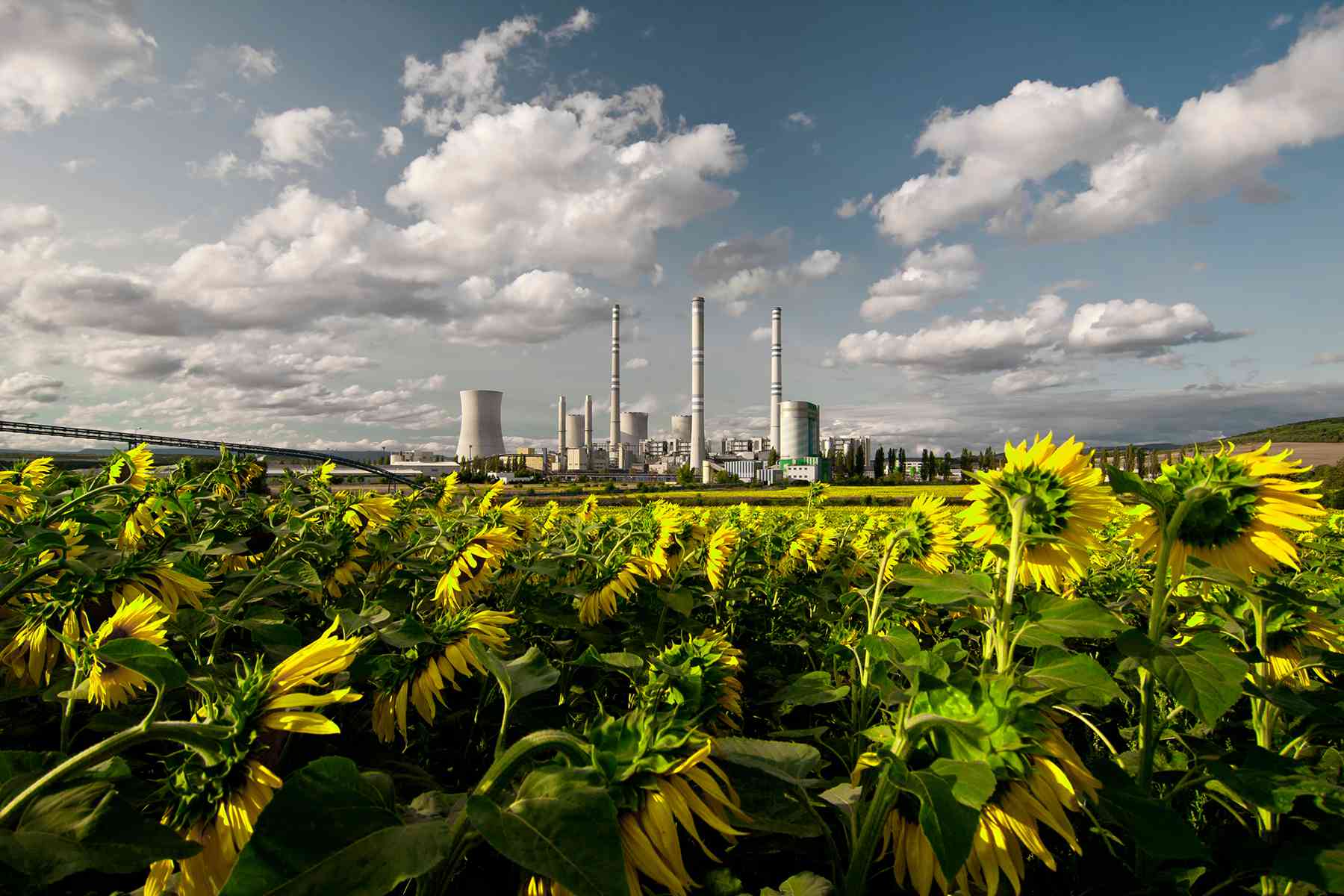Foto af solsikkemark med fabrik i horisonten