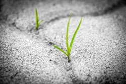 grn plante vokser i beton