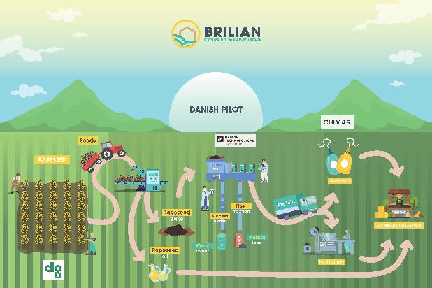 Brilian - Grafik